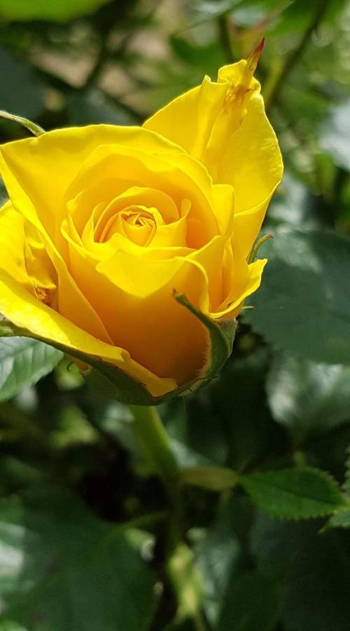 Yellow Rose 라코비카 외부 사진